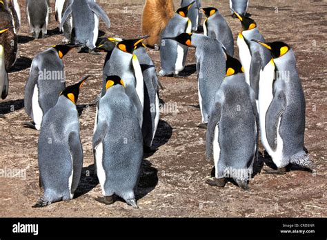 Colony of king penguins, Falkland Islands Stock Photo - Alamy