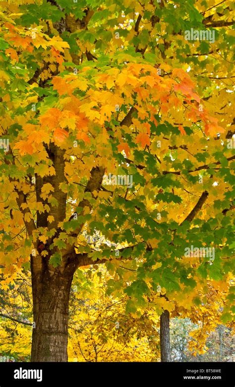 Fall foliage in North Carolina, USA Stock Photo - Alamy