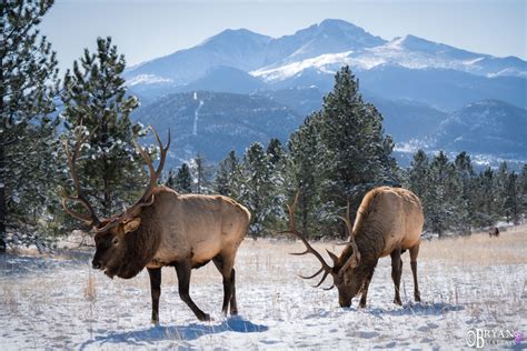 Colorado Rocky Mountain Wildlife Photography-Bryan Maltais