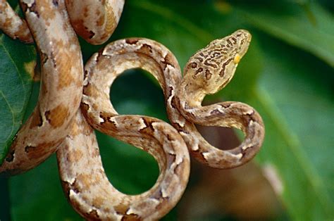 How to Care for Amazon Tree Boas (Corallus hortulanus) - PetHelpful