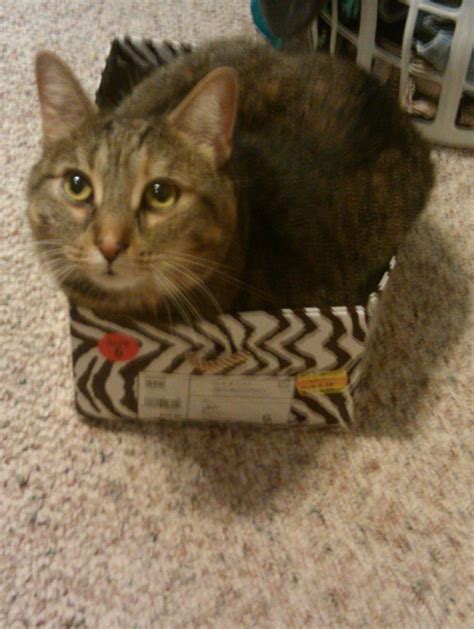 Somehow my cat managed to fit into this shoebox...I love her =] lol | Cats, Shoe box, Aww