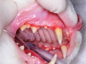 Chronic Feline Gingivostomatitis: Proven Therapeutic Approaches and New Treatment Options