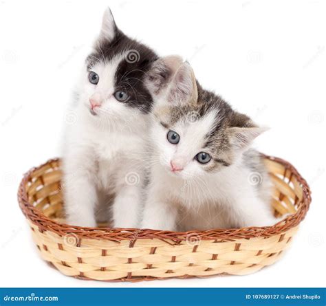 Two Kittens in a Basket on a White Background Stock Image - Image of isolated, tabby: 107689127