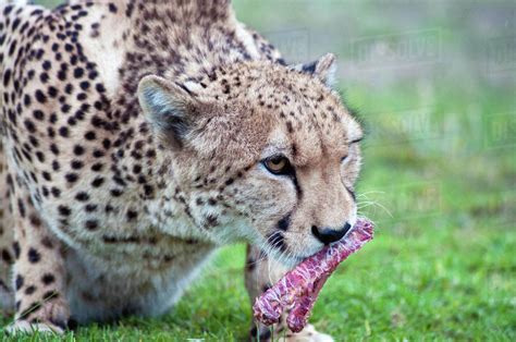 Cheetah feeding on a buck, Mpumalanga, South Africa - Stock Photo - Dissolve