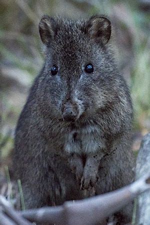 Long-nosed potoroo Facts for Kids