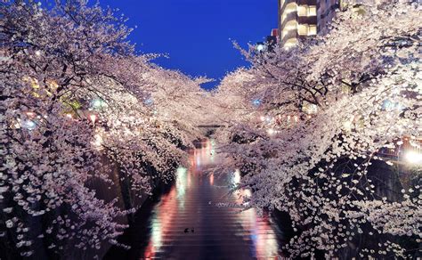 hanami night in Japan | Hanami, Sakura cherry blossom, Cherry blossom