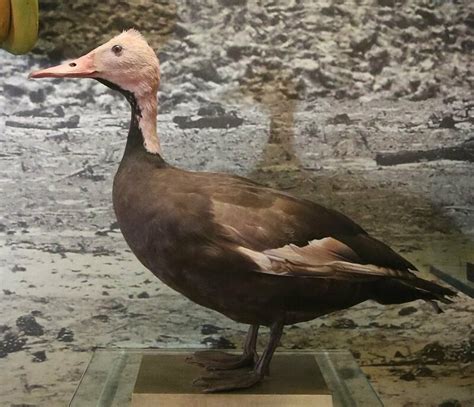 In Search of the Elusive Pink-Headed Duck - Atlas Obscura