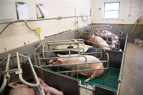 Farm visit: Customising a new free-range farrowing barn