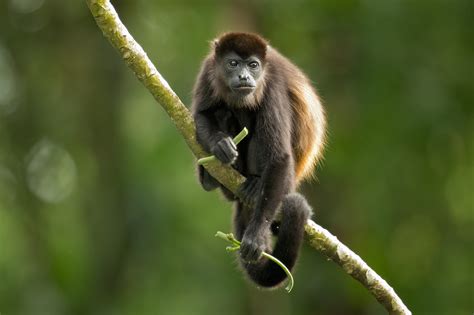 How Many Types of Monkeys Are There in the World? | Reader's Digest