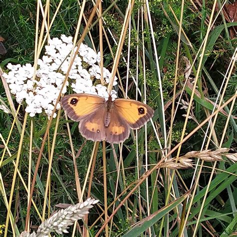 Moth Watch! - Woodhill Park