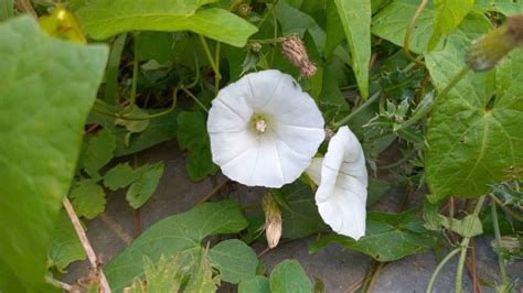 Controlling Bindweed: What is It and Best Control Methods