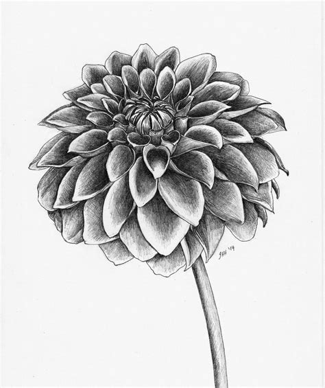 all things creative: Dahlia sketch Flower Drawing Images, Easy Flower Drawings, Flower Drawing ...