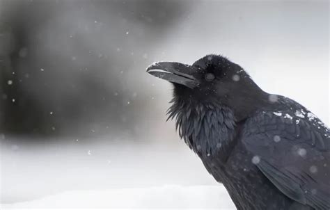 Wallpaper snow, background, bird, Raven images for desktop, section ...