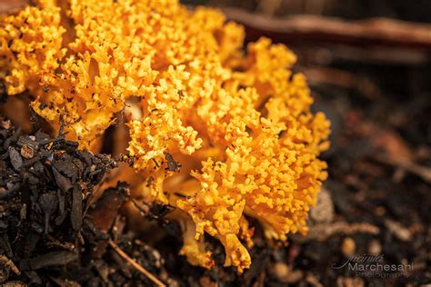 Fabulous Fungi - Australia | Flickr