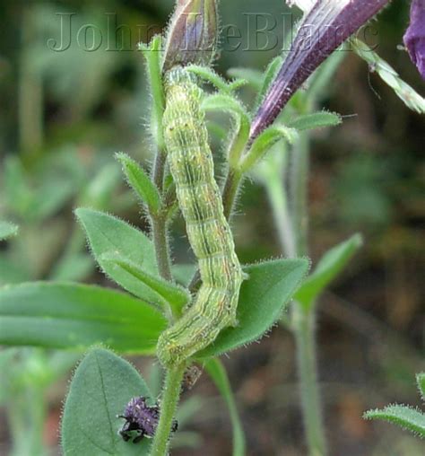 Corn Earworm Moth Helicoverpa zea (Boddie, 1850) | Butterflies and ...