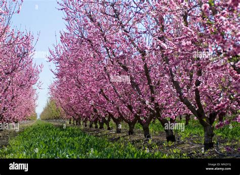 Almond trees covered in blooming pink flowers, grow in rows in the California Valley Stock Photo ...