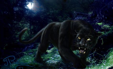 Black Panther in Forest by artbyjpp on DeviantArt