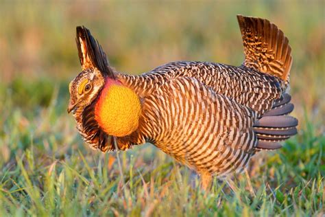 Is the Attwater's Prairie-Chicken Starting to Make a Comeback? | Audubon