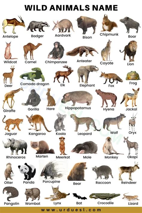 75+ Wild Animals Names In English