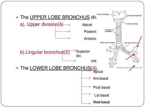 Anatomy of tracheobronchial tree