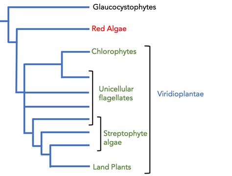 8.1 Land Plant Ancestors – VCU BIOL 152: Introduction to Biological Sciences II