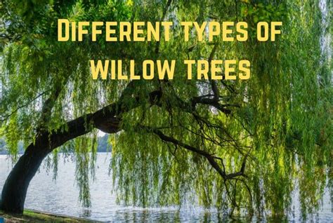 13 Common Types of Willow Trees You Must Know (+Pics) - Conserve Energy Future