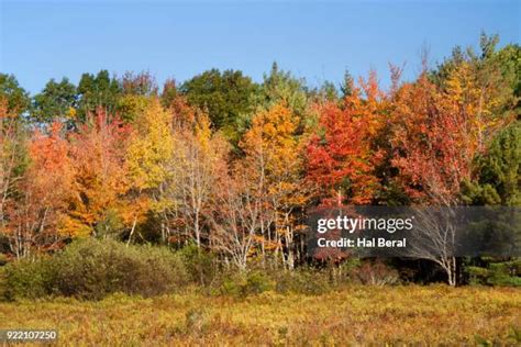 167 Acadia National Park Fall Foliage Stock Photos, High-Res Pictures ...