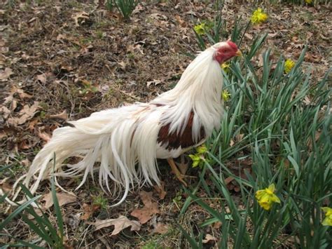 Yokohama | BackYard Chickens - Learn How to Raise Chickens