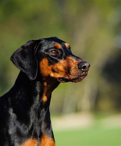 German Dog Breeds - The Greatest German Pet Pooches