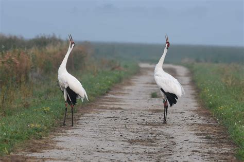 Reintroduced whooping cranes are dispersing across Wisconsin - The Wildlife Society