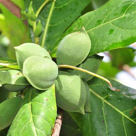 Badam Tree, Indian Almond Tree, Terminalia catappa – Plant ...