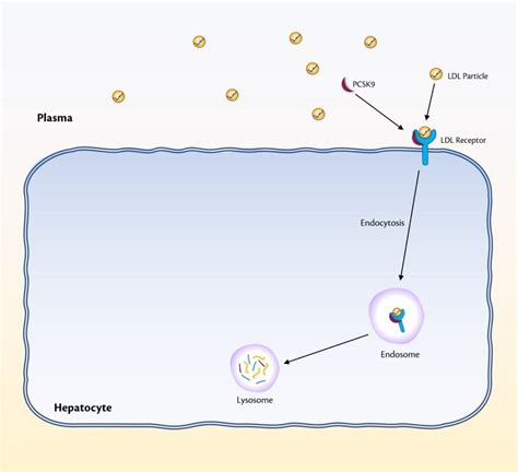 What is PCSK9 and the role of PCSK9 inhibitors