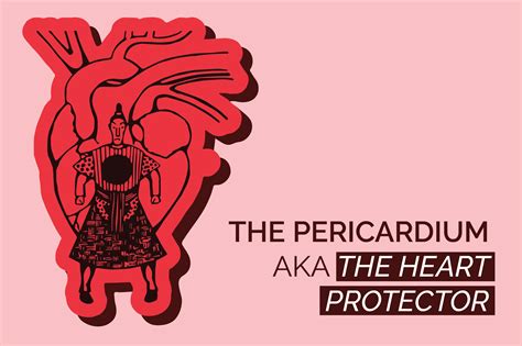 Our Heart's Protector: The Pericardium - Mend Acupuncture