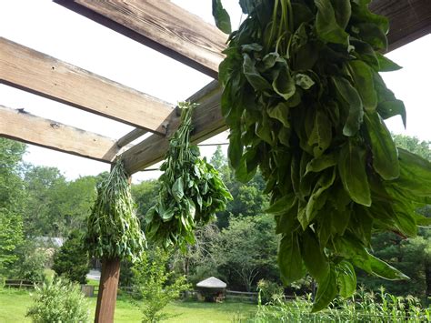 The Culinary Herb Farm: Drying Herbs