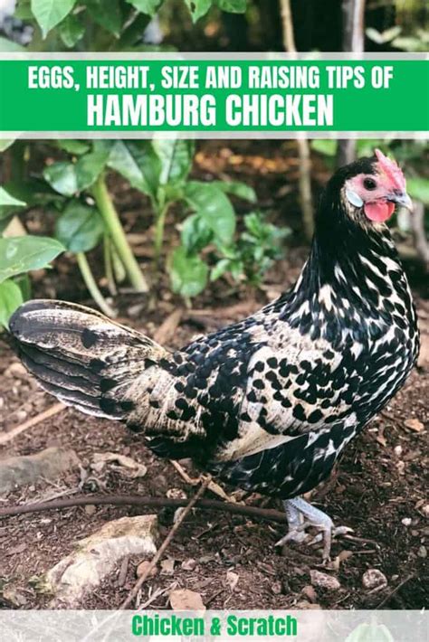 Hamburg Chicken: Eggs, Height, Size and Raising Tips