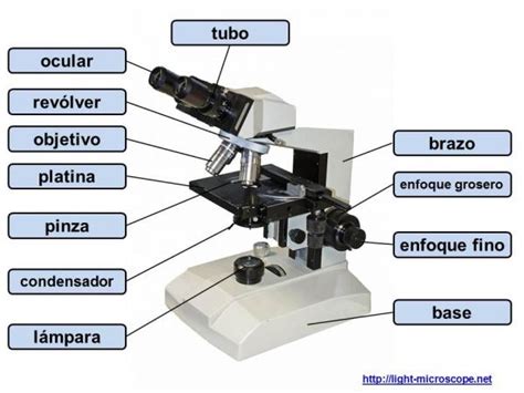 PARTES DEL MICROSCOPIO: Significado, Funciones, Uso Y Más