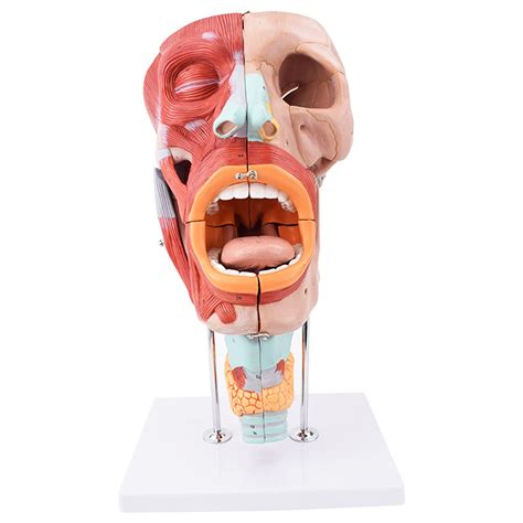 Buy Human Anatomical Nasal Cavity Throat Anatomy Medical Model, Life Size Human Nasopharynx ...