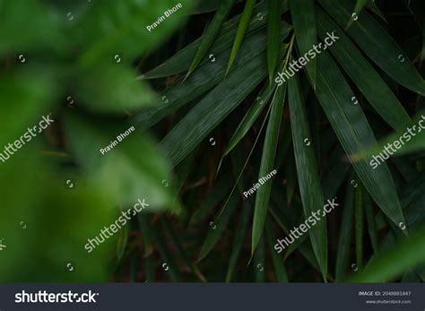 Bamboo Tree Natural Background Wallpaper Stock Photo 2048881847 ...