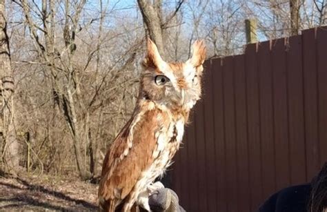 Birds of Prey on Display, Patoka Lake - State of Indiana