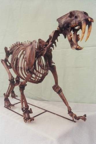 Smilodon Sabertooth Cat 1.6-10,000 years ago La Brea Tar Pits ...