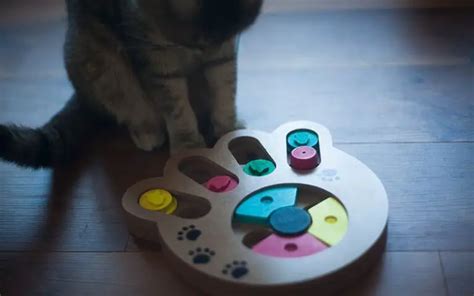 Best Cat Puzzles & Treat Dispensers (Buyer's Guide 2021)» CatPointers