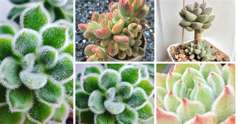 Fuzzy Succulent Plants