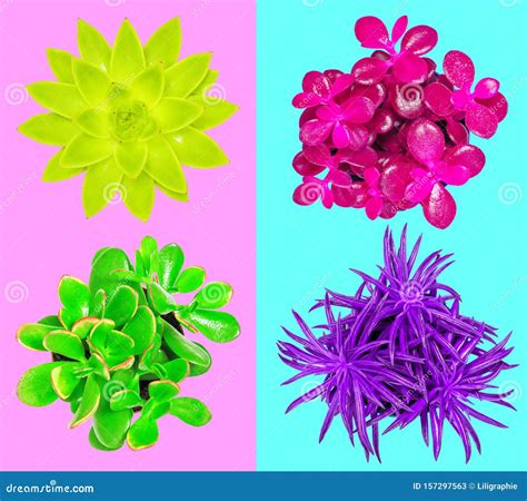 Succulent Plants Trendy Neon Color Background Flat Lay Stock Image - Image of trendy, neon ...