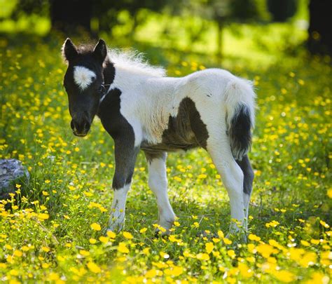 Baby Horses Wallpapers - Wallpaper Cave