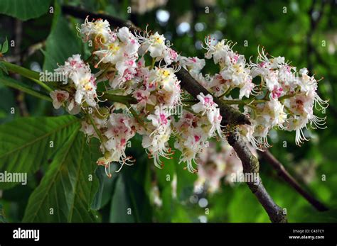 sweet chestnut white blossom flowers Stock Photo - Alamy