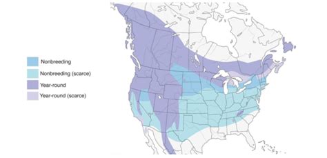 red crossbill range map - Bird Watching HQ