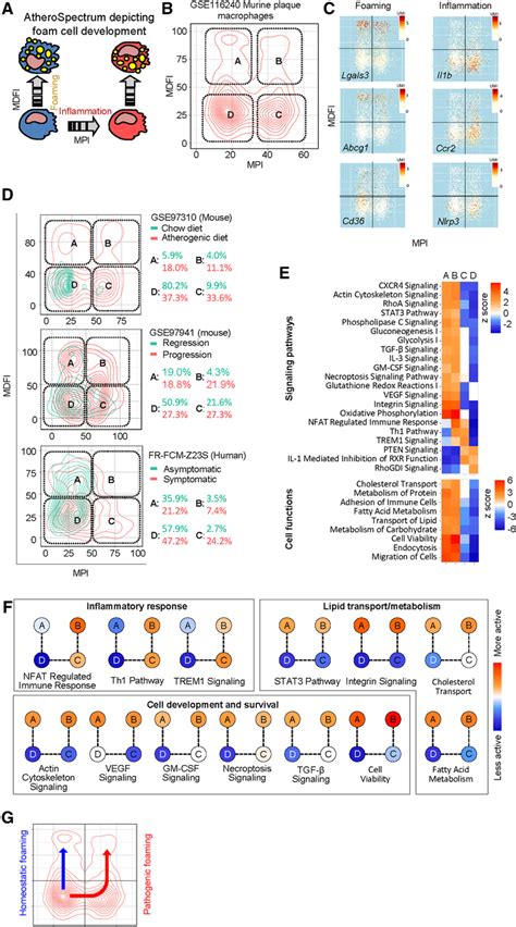 AtheroSpectrum identified inflammatory/macrophage foam cell populations... | Download Scientific ...