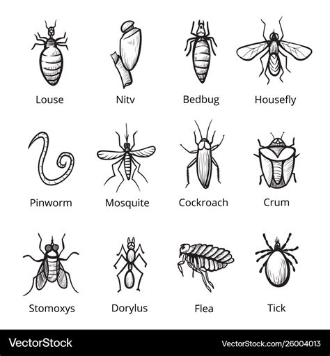 Insect parasite icon set bugs with names Vector Image