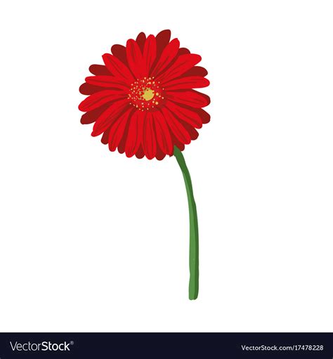 Red flower on white background natural elegance Vector Image