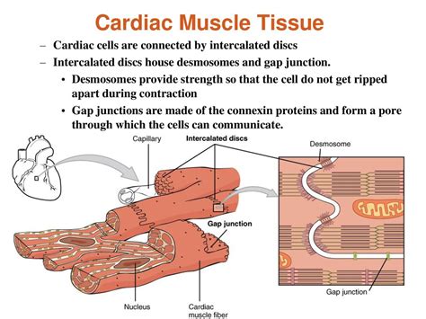 Desmosomes In Cardiac Muscle